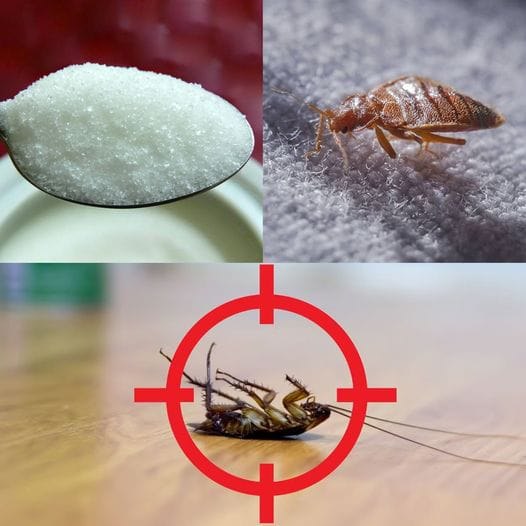 Say Goodbye to Roach Infestations