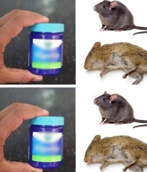 How to get rid of rats using Vick Vaporub, a method that works!