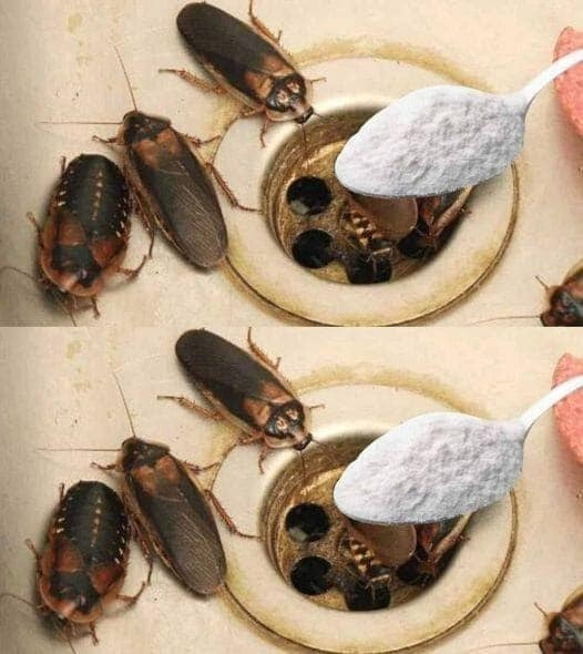 How to Eliminate Fleas, Ants and Cockroaches from Home Forever