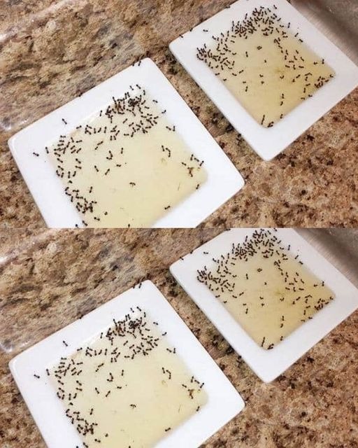 How Do I Deal with Ants in the House? Eight Ways to Discourage Them