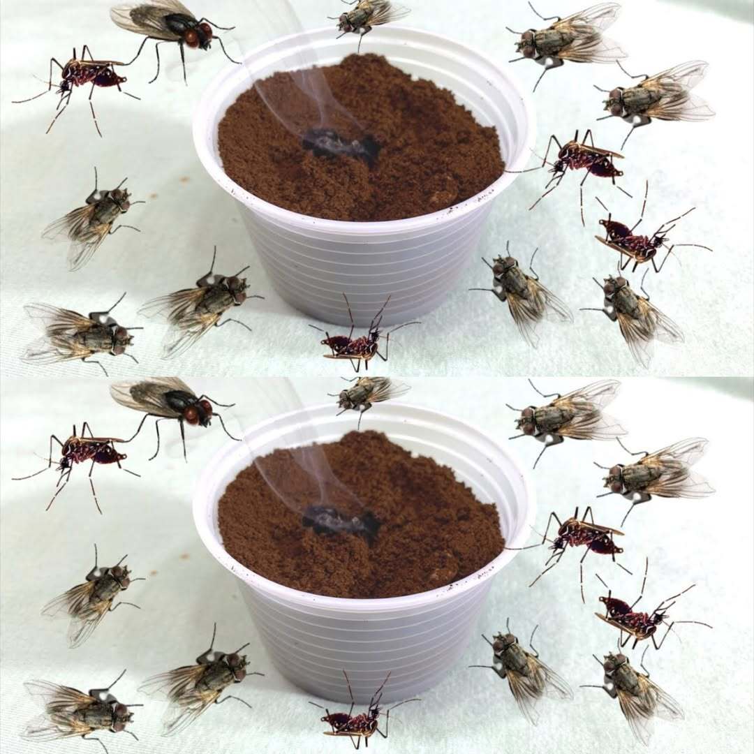 How to Keep Your Home Free from Flies and Mosquitoes Using Ground Coffee