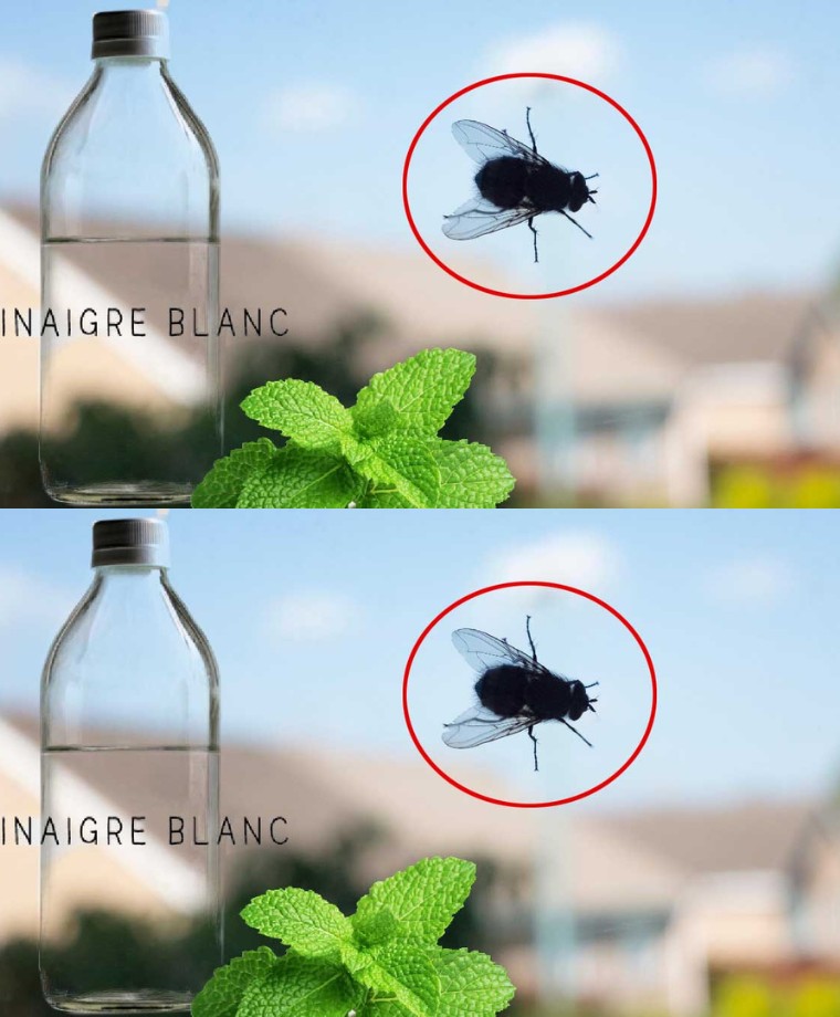 Flies that release their larvae throughout the house: how to get rid of them forever?