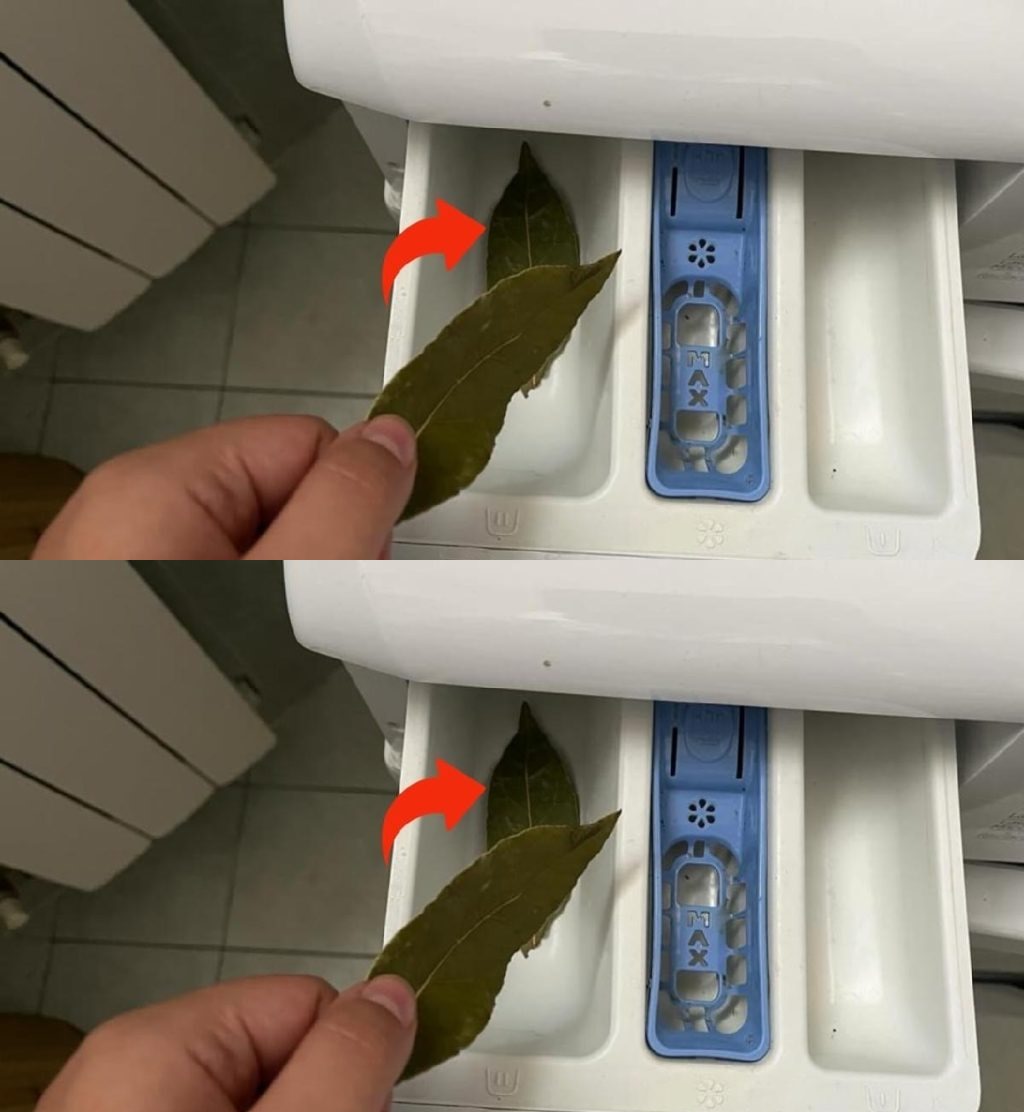 Bay leaves in the washing machine: the result will leave you speechless