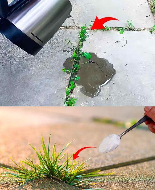 Weeds in the driveway, here’s the brilliant trick to eliminate them instantly