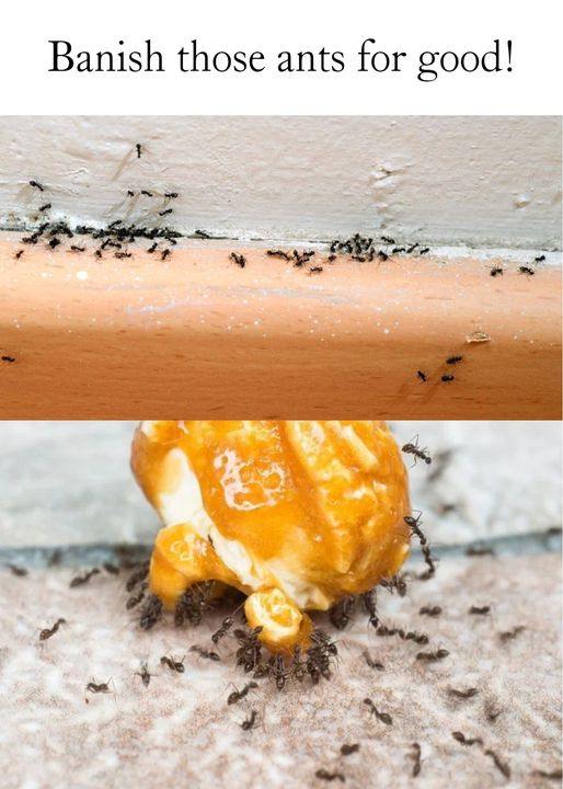 How to Get Rid of Ants in Your House and Yard