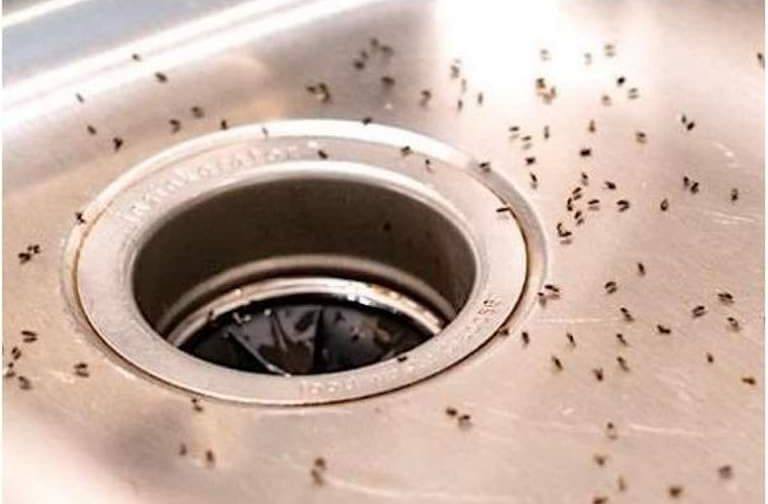 7 natural tips to get rid of midges in the kitchen